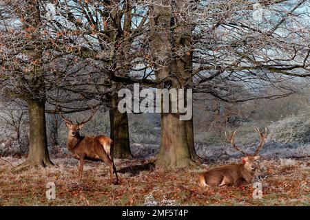 Windsor, Royaume-Uni. 23 janvier 2023. Deux cerfs rouges sont photographiés dans un grand parc gelé de Windsor. Le Windsor Great Park est un parc royal de 4 800 hectares situé entre B. Banque D'Images