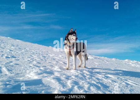 Gros plan du chien husky sibérien heureux dans les montagnes enneigées. Concept hiver extérieur aventures Banque D'Images