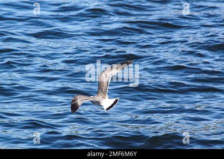 Vue en grand angle d'un mouette volant au-dessus de la mer Banque D'Images