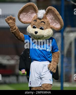 Chesterfield, Derbyshire, Royaume-Uni. 24th janvier 2023. La mascotte de Chesterfield, « Chester the Fieldmouse », pendant le Chesterfield football Club V Altrincham football Club au stade technique, dans la Vanarama National League (Credit image: Cody Froggatt/Alamy Live News Banque D'Images