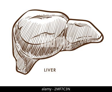 Organe interne du foie isolé esquisse cirrhose ou hépatite Illustration de Vecteur