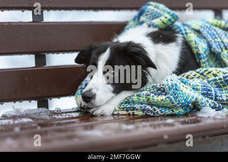 Chien triste de la race border collie couché sur banc, couvert d'une couverture dans une nature froide d'hiver Banque D'Images