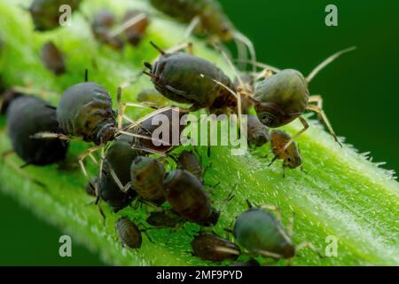 Gros plan sur la colonie de pucerons du haricot noir. Mouche noire ou Aphis fabae parasite du jardin insecte parasite Macro Banque D'Images