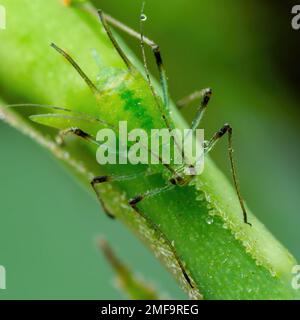 Puceron sur le Bud. De fleur. Mouche verte ou puceron vert parasite de jardin insecte parasite sur fond vert Banque D'Images