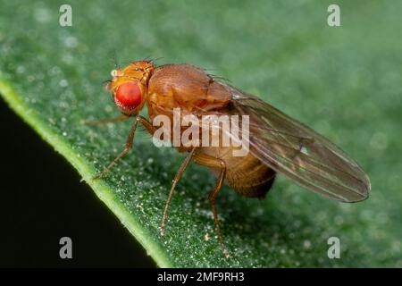 Mouche des fruits tropicaux Drosophila Diptera parasite insecte parasite sur la macro de feuille végétale Banque D'Images