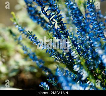 Un gros plan de fleurs de sauge bleu azur sur un fond naturel et flou Banque D'Images