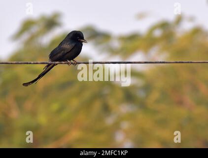 Ahmedabad, Inde. 22nd janvier 2023. Un oiseau drongo noir est perché sur un fil près du sanctuaire d'oiseaux de Thol. Le sanctuaire d'oiseaux THOL est une zone humide et un habitat important pour les espèces menacées inscrites sur la liste rouge de l'Union internationale pour la conservation de la nature (UICN) et abrite plus de vingt mille oiseaux aquatiques pendant l'hiver. La zone humide accueille régulièrement plus de cinq mille ibis brillants en saison migratoire. Crédit : SOPA Images Limited/Alamy Live News Banque D'Images