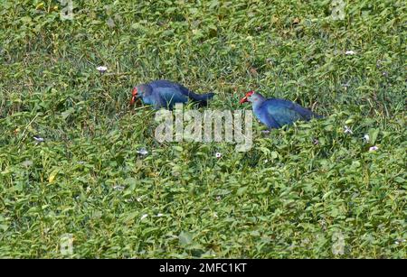 Ahmedabad, Inde. 22nd janvier 2023. Les moorhens violets sont vus à l'intérieur du sanctuaire d'oiseaux de Thol. Le sanctuaire d'oiseaux THOL est une zone humide et un habitat important pour les espèces menacées inscrites sur la liste rouge de l'Union internationale pour la conservation de la nature (UICN) et abrite plus de vingt mille oiseaux aquatiques pendant l'hiver. La zone humide accueille régulièrement plus de cinq mille ibis brillants en saison migratoire. Crédit : SOPA Images Limited/Alamy Live News Banque D'Images