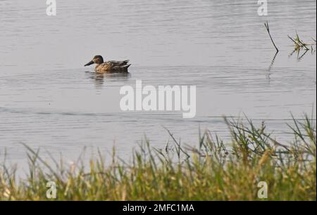 Ahmedabad, Inde. 22nd janvier 2023. Un canard nageait dans l'eau au sanctuaire d'oiseaux de Thol. Le sanctuaire d'oiseaux THOL est une zone humide et un habitat important pour les espèces menacées inscrites sur la liste rouge de l'Union internationale pour la conservation de la nature (UICN) et abrite plus de vingt mille oiseaux aquatiques pendant l'hiver. La zone humide accueille régulièrement plus de cinq mille ibis brillants en saison migratoire. Crédit : SOPA Images Limited/Alamy Live News Banque D'Images