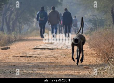 Ahmedabad, Inde. 22nd janvier 2023. Le langur gris (singe) court sur la passerelle à l'intérieur du sanctuaire d'oiseaux de Thol. Le sanctuaire d'oiseaux THOL est une zone humide et un habitat important pour les espèces menacées inscrites sur la liste rouge de l'Union internationale pour la conservation de la nature (UICN) et abrite plus de vingt mille oiseaux aquatiques pendant l'hiver. La zone humide accueille régulièrement plus de cinq mille ibis brillants en saison migratoire. (Photo par Ashish Vaishnav/SOPA Images/Sipa USA) crédit: SIPA USA/Alay Live News Banque D'Images