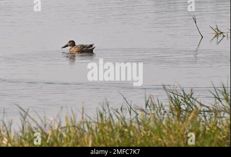 Ahmedabad, Gujarat, Inde. 22nd janvier 2023. Un canard nageait dans l'eau au sanctuaire d'oiseaux de Thol. Le sanctuaire d'oiseaux THOL est une zone humide et un habitat important pour les espèces menacées inscrites sur la liste rouge de l'Union internationale pour la conservation de la nature (UICN) et abrite plus de vingt mille oiseaux aquatiques pendant l'hiver. La zone humide accueille régulièrement plus de cinq mille ibis brillants en saison migratoire. (Credit image: © Ashish Vaishnav/SOPA Images via ZUMA Press Wire) USAGE ÉDITORIAL SEULEMENT! Non destiné À un usage commercial ! Banque D'Images