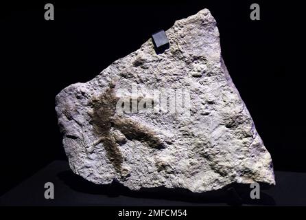 Ichnofossil.Empriente.Anomoepus pienkovskii.Jurassique précoce.201,3-174,1 million d'années avant notre ère. Moule d'empreinte de dinosaure à trois doigts d'Anomoepus pienkovskii sur une matrice rocheuse du Jurassique précoce, isolée sur un fond noir solide. Banque D'Images