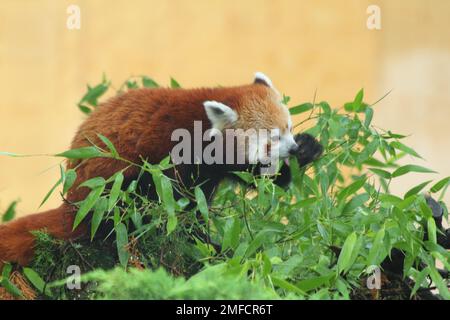 Le panda rouge (Ailurus fulgens), également appelé le panda inférieur, l'ours rouge-chat, et le chat-ours rouge, est un mammifère indigène à l'est de l'Himalaya et Banque D'Images