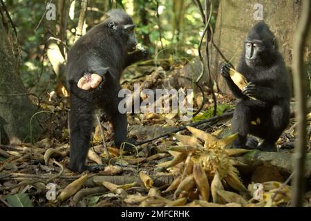 Les juvéniles de macaques à cragoût noir (Macaca nigra) de Sulawesi se nourrissent de fruits de liana alors qu'ils sont assis sur le sol de la forêt dans la réserve naturelle de Tangkoko, au nord de Sulawesi, en Indonésie. Le primate endémique de Sulawesi mange plus de fruits dans la saison des pluies que dans la saison sèche, Mais « les changements liés aux saisons affecteront indirectement la possibilité que Macaca nigra soit infecté par des endoparasites », a écrit une équipe de scientifiques dirigée par Sitti Aisyah May Wulandari dans leur premier article publié l'an dernier (2022) dans le Journal of Tropical Biodiversity and Biotechnology. 'Le changement climatique dans chaque saison influence .. Banque D'Images