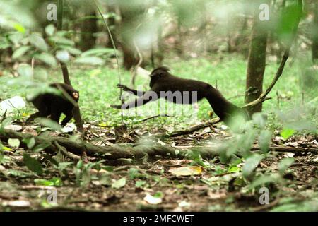 Les macaques à cragoût noir de Sulawesi (Macaca nigra) sont photographiés car ils se chassent les uns les autres dans la forêt de Tangkoko, au nord de Sulawesi, en Indonésie. Les scientifiques primates ont découvert que les comportements agressifs (menace et attaque) font partie des activités sociales macaques endémiques. Les vocalisations agressives (écorce, grunt, hochet, cri) et/ou les expressions faciales (bouche à moitié ouverte, dents à bec ouvert, stare, mouvement de la mâchoire) sont définies comme « menace ». Pendant ce temps, « attaque » inclut les comportements agressifs dépassant l'intensité de la menace en attaques sans contact (poursuite, fente et timbre), attaques de contact et morsure. Banque D'Images