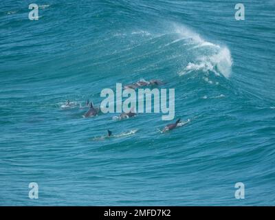 Une incroyable gousse de bottlenose gris brillant sauvage. Dauphins surfant ensemble à travers l'arrière d'une vague dans l'océan Pacifique bleu, Australie Banque D'Images