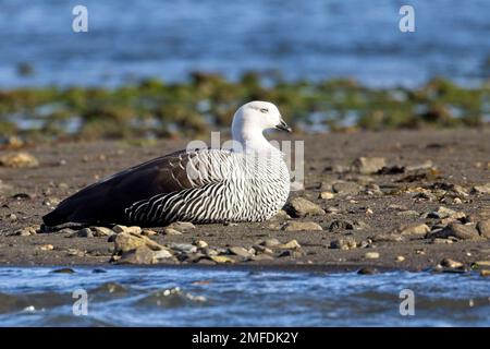 Upland Goose, (Chloephaga picta), homme assis, piquant sur une plage, Tierra del Fuego, Patagonie, Argentine. Banque D'Images