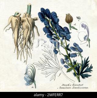 le capot de monk Aconitum napellus, (livre botanique, 1850), Blauer Eisenhut Banque D'Images