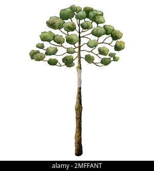 Arbre d'Araucaria aquarelle de l'ancienne époque des dinosaures. Pin de l'île Norfolk dessiné à la main, isolé sur fond blanc. Banque D'Images