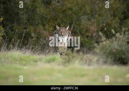 Lynx ibérique adulte mâle dans une forêt de chênes méditerranéens avec la première lumière de l'aube Banque D'Images