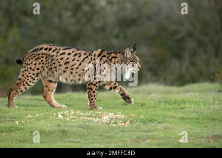 Lynx ibérique adulte mâle dans une forêt de chênes méditerranéens avec la première lumière de l'aube Banque D'Images