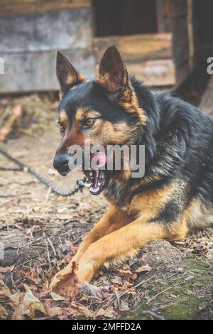 Gros plan german berger chien léchant dents concept photo Banque D'Images