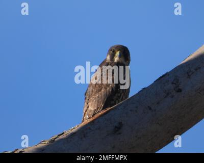 Photo sous angle d'un faucon pèlerin sur une branche, avec un plumage brun et crème, en profitant de la lumière du soleil, avec un ciel bleu en arrière-plan Banque D'Images