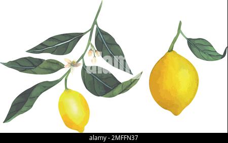 Illustration vectorielle de citrons juteux, de tranches et de citrons jaunes entiers, de fruits juteux Illustration de Vecteur