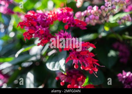 Fleurs roses et rouges de coeur saignant vigne gros plan sur fond de feuilles vertes Banque D'Images