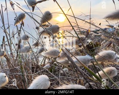 ChatON ou Lagurus ovatus plantent de l'herbe au coucher du soleil en Bretagne Banque D'Images