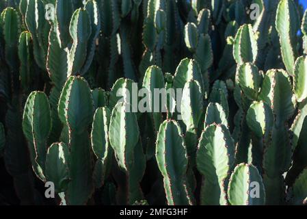 Gros plan presque flou des troncs d'épelette des îles Canaries. Euphorbia canariensis Banque D'Images