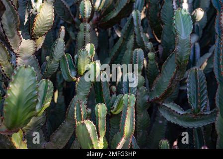 Gros plan presque flou des troncs d'épelette des îles Canaries. Euphorbia canariensis Banque D'Images