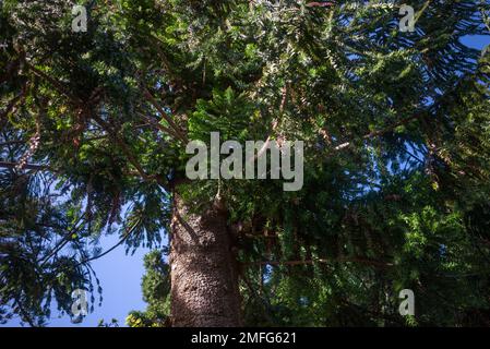 Feuillage luxuriant d'araucaria columnaris ou de Cook Pine, arbre de Noël en Inde Banque D'Images