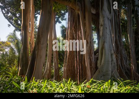 Ficus macrophylla F. columnaris, banyan Tree ou Lord Howe fig. Racines aériennes Banque D'Images