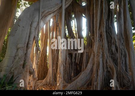 Ficus macrophylla F. columnaris, banyan Tree ou Lord Howe fig. Racines aériennes Banque D'Images