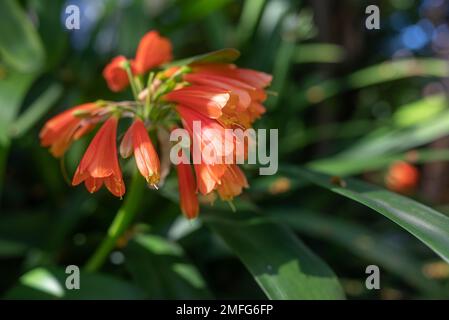 Fleurs orange de nénuphars de forêt à pointe verte ou Clivia nobilis Banque D'Images