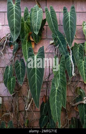 Longues feuilles de philodendron noir-or ou carreaux rouges arrière-plan mural Banque D'Images