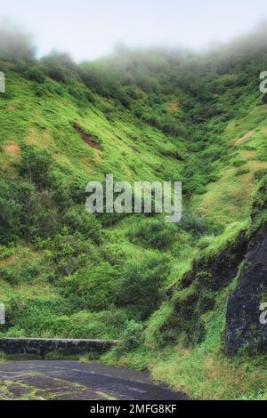 Photos de la jungle d'Oahu - Hawaï. Images d'Oahu - l'État d'Hawaï. Banque D'Images