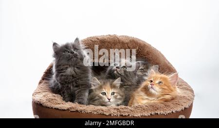 Les petits chatons s'assoient dans un lit de chat, les petits chatons jouent dans un lit de chat, sur un fond blanc. Chatons multicolores rapprochés sur un pouf pour chats Banque D'Images