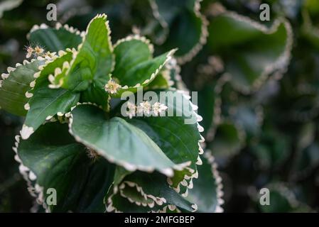 Variété principalement floue de plante de feuille de cuivre avec des bords dentés blancs et la fleur Banque D'Images