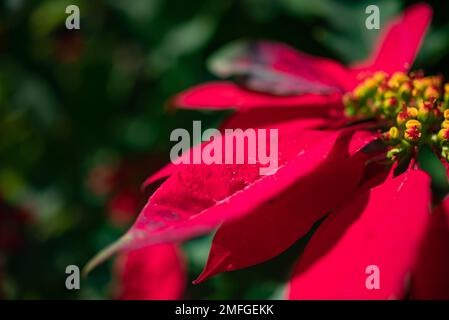 Surtout flou soleil fleur d'étoile de Noël closeup sur fond de feuilles vertes Banque D'Images