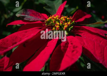 Surtout flou soleil fleur d'étoile de Noël closeup sur fond de feuilles vertes Banque D'Images