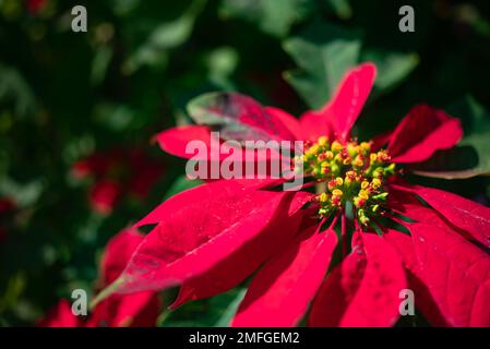 Surtout flou soleil fleur d'étoile de Noël closeup sur fond de feuilles vertes Banque D'Images