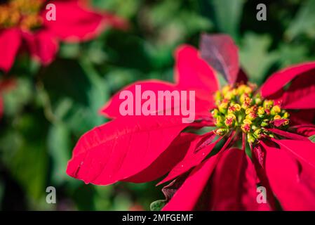 Surtout flou soleil fleur d'étoile de Noël closeup sur fond de feuilles vertes Banque D'Images