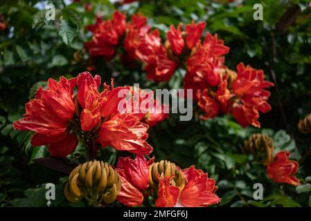 Fleur d'arbre de tulipe africaine. Pétales d'orange en gros plan parmi les feuilles vertes Banque D'Images