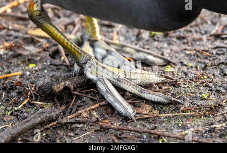 Les pieds du coot, un membre commun de la famille ferroviaire, ne sont pas rebrandés comme un canard. Ils ont des lobes charnus qui donnent une surface supplémentaire pour propulsi Banque D'Images