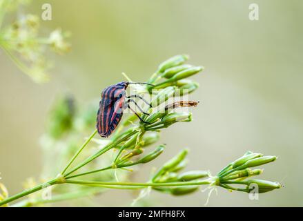 Gros plan de insecte rayé sur une plante dans un environnement naturel. Graphosoma italicum. Bug de Minsrel. Banque D'Images