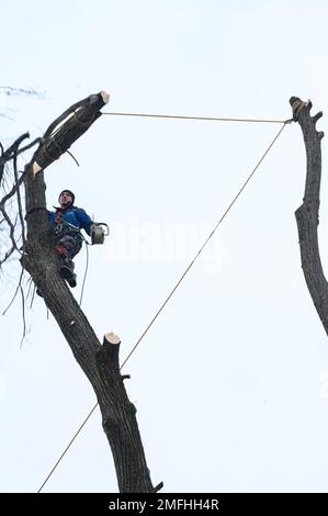 Ivano-Frankivsk, Ukraine, 15 décembre 2022 : un arboriste mâle coupe un arbre dans une zone rurale, gros plan contre le ciel, scie à main de la société Shtil. Banque D'Images