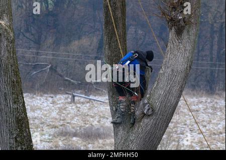 Ivano-Frankivsk, Ukraine 15 décembre 2022 : un arboriste coupe un arbre, un arbre haut et dangereux, un arboriste comme grimpeur. Banque D'Images