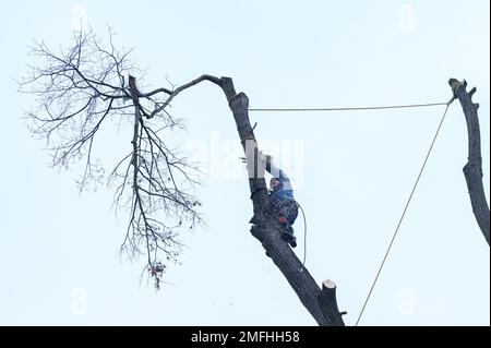 Ivano-Frankivsk, Ukraine, 15 décembre 2022 : un arboriste mâle coupe un arbre dans une zone rurale, gros plan contre le ciel, scie à main de la société Shtil. Banque D'Images